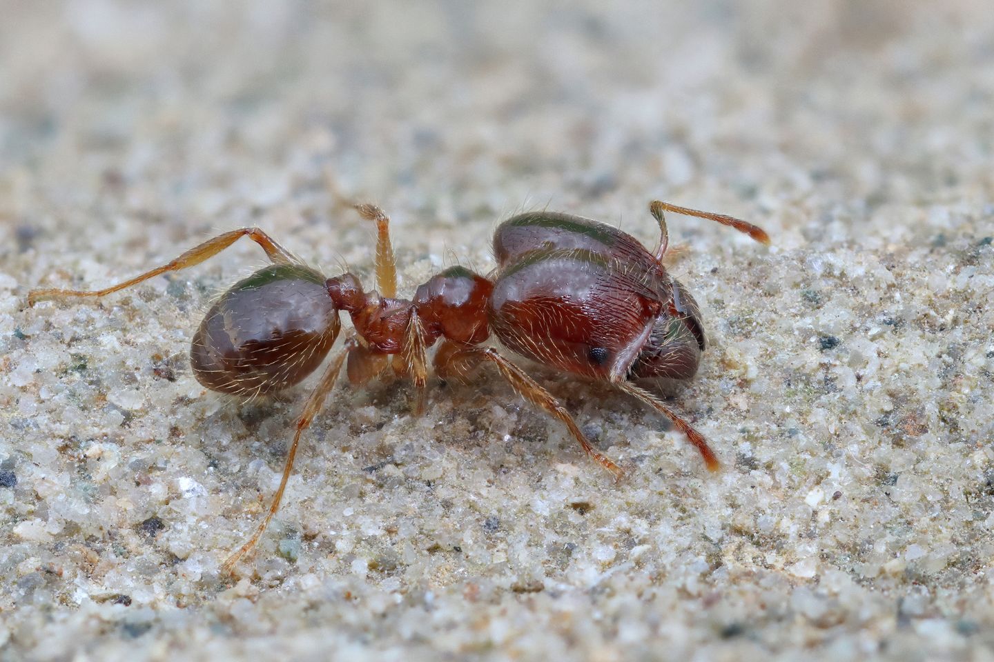 Formicidae: Pheidole sp.